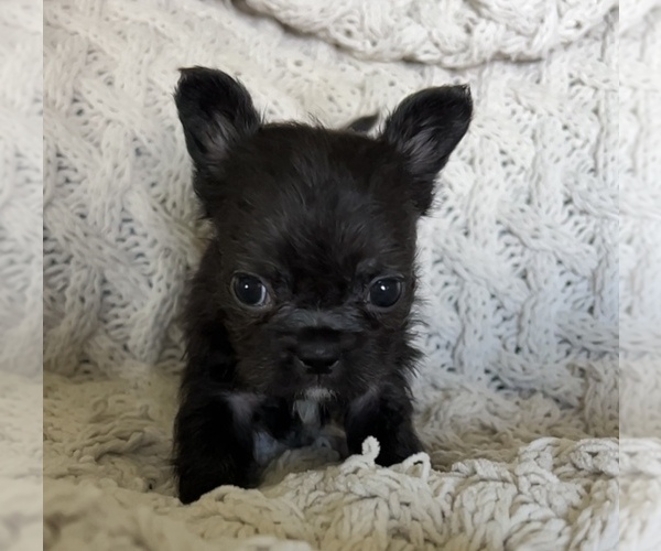 Medium Photo #10 French Bulldog Puppy For Sale in DENTON, MD, USA