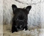 Small #9 French Bulldog
