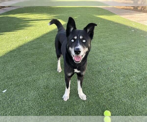 Medium Photo #2 Australian Kelpie-Siberian Husky Mix Puppy For Sale in Corona, CA, USA