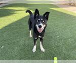 Small #1 Australian Kelpie-Siberian Husky Mix