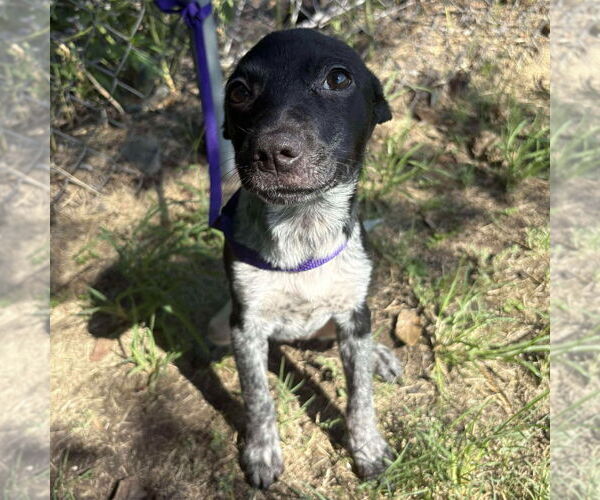 Medium Photo #5 Mutt Puppy For Sale in Canton, CT, USA