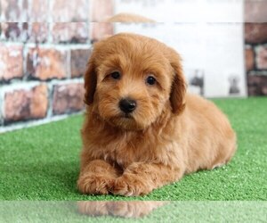 Goldendoodle Puppy for sale in BEL AIR, MD, USA