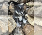 Small #3 Alaskan Klee Kai-Pomsky Mix