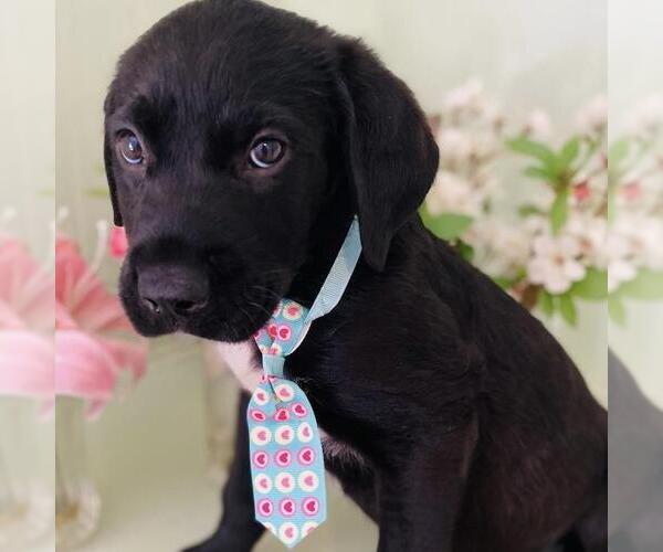 Medium Photo #5 Labrador Retriever-Unknown Mix Puppy For Sale in San Diego, CA, USA
