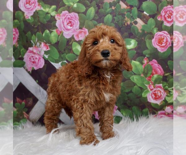 Medium Photo #2 Goldendoodle Puppy For Sale in WARSAW, IN, USA