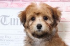 Small Photo #3 Yo-Chon Puppy For Sale in BEL AIR, MD, USA