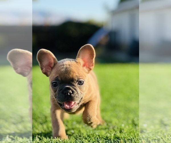 Medium Photo #7 French Bulldog Puppy For Sale in JACKSONVILLE, FL, USA