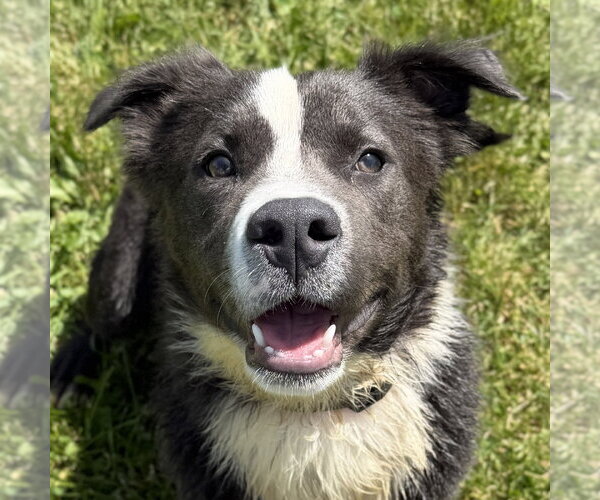 Medium Photo #1 Mutt Puppy For Sale in Jefferson, WI, USA