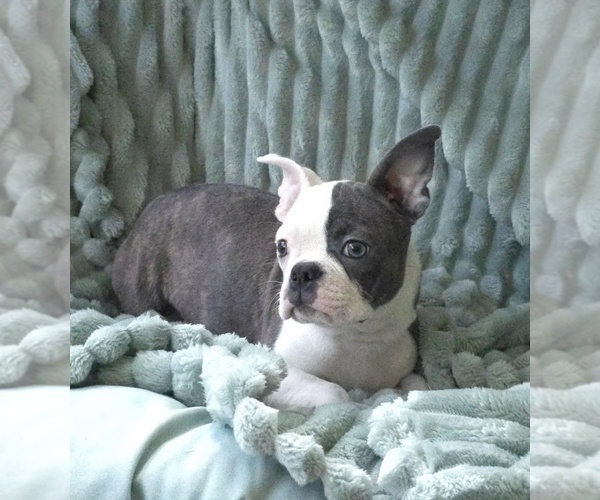 Medium Photo #12 Boston Terrier Puppy For Sale in MINERAL WELLS, WV, USA