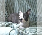 Small #11 Boston Terrier