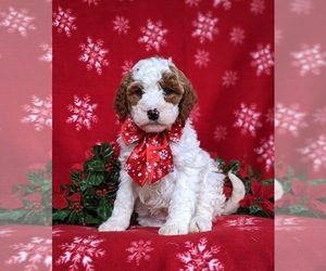 Goldendoodle Puppy for sale in QUARRYVILLE, PA, USA