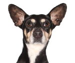 Small Chihuahua