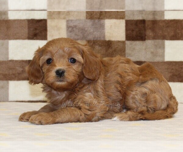 Medium Photo #2 Cavapoo (Miniature) Puppy For Sale in DENVER, PA, USA