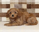 Small #1 Cavapoo (Miniature)