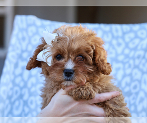 Cavapoo (Miniature) Puppy for sale in LIBERTY, KY, USA