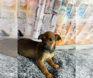 Chiweenie Puppy for sale in KINSTON, NC, USA