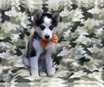 Small Photo #4 Pomsky Puppy For Sale in LAKELAND, FL, USA