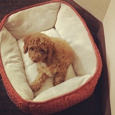 Cavapoo Puppy for sale in ROCHESTER, NY, USA