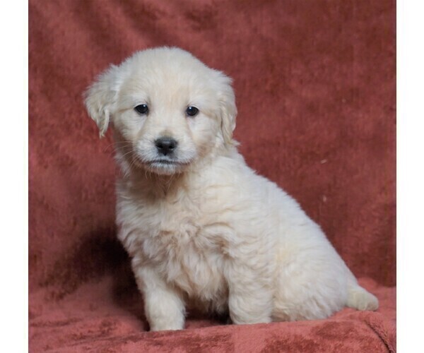 Medium Photo #2 Golden Retriever Puppy For Sale in FREDERICKSBG, OH, USA