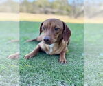 Small #5 Dachshund Mix