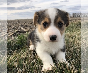 Pembroke Welsh Corgi Puppy for sale in ARTHUR, IL, USA