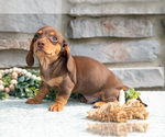 Small #3 Dachshund