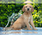 Puppy Lindy Golden Retriever