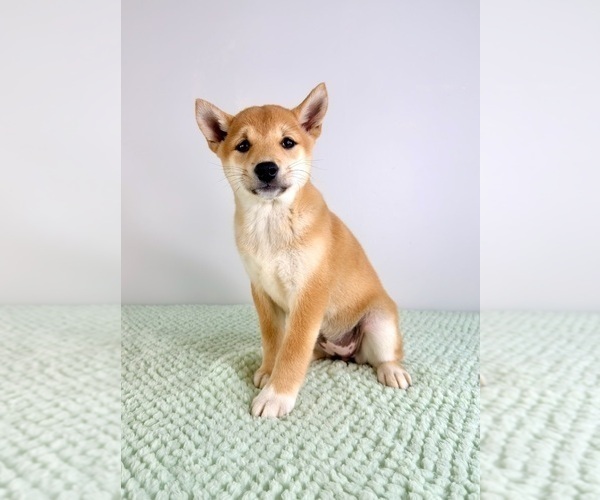 Medium Photo #5 Shiba Inu Puppy For Sale in GREENFIELD, IN, USA