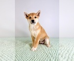 Small #4 Shiba Inu
