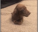 Small Photo #3 Dachshund Puppy For Sale in QUANAH, TX, USA