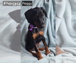 Small #3 Doberman Pinscher