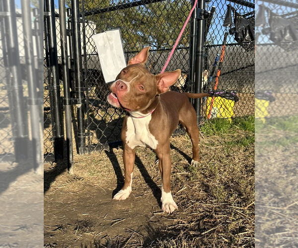 Medium Photo #2 Mutt Puppy For Sale in Evansville, IN, USA