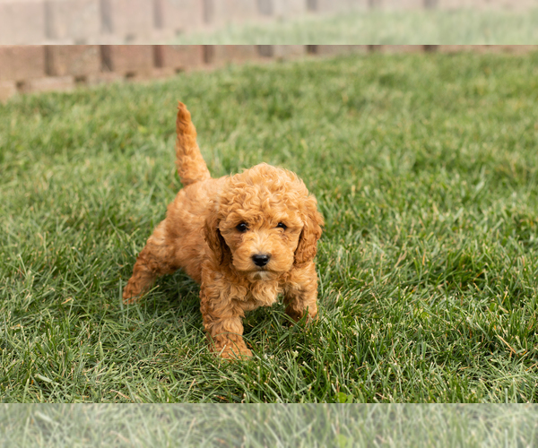 Medium Photo #4 Cock-A-Poo-Goldendoodle Mix Puppy For Sale in TOPEKA, IN, USA