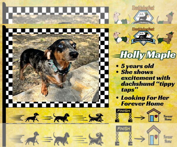 Medium Photo #1 Dachshund Puppy For Sale in San Antonio, TX, USA