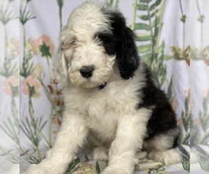 Sheepadoodle Puppy for sale in LANCASTER, PA, USA