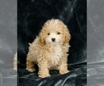 Puppy 4 Maltese-Poodle (Toy) Mix