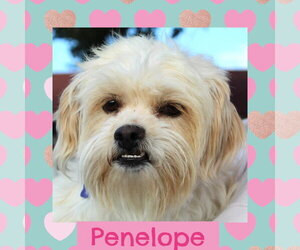 Shih Tzu-Unknown Mix Dogs for adoption in Littleton, CO, USA