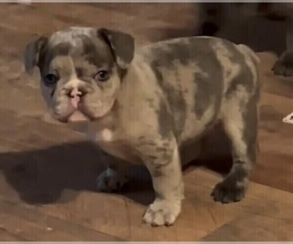 Medium Photo #2 French Bulldog Puppy For Sale in ALMO, KY, USA