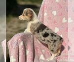 Small #1 Pembroke Welsh Corgi