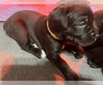 Puppy Yellow Collar Cane Corso