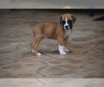 Puppy 3 Boxer