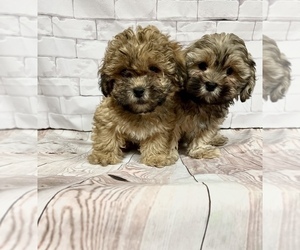 Shih-Poo Puppy for sale in SOUTH ORANGE, NJ, USA