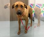 Small Black Mouth Cur