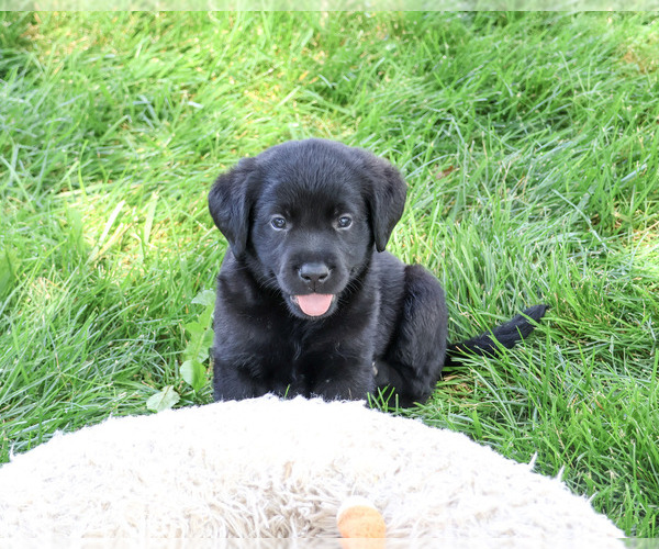 Medium Photo #3 Labrador Retriever Puppy For Sale in SYRACUSE, IN, USA