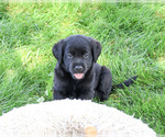Small #2 Labrador Retriever