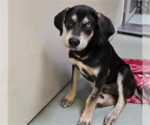 Shepradors Dogs for adoption in Placerville, CA, USA