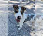 Small #3 Mutt