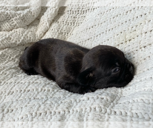 Medium Photo #5 French Bulldog Puppy For Sale in CORONA, CA, USA