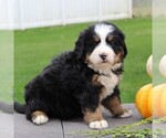 Small Photo #6 Bernese Mountain Dog Puppy For Sale in EPHRATA, PA, USA