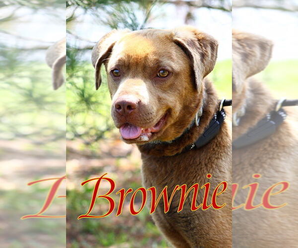 Medium Photo #3 American Pit Bull Terrier-Labrador Retriever Mix Puppy For Sale in Evansville, IN, USA